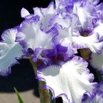 Iris 'Rare Edition' Iris 'Rare Edition'