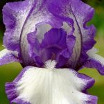 Iris 'Shooting Sparks' Iris 'Shooting Sparks'