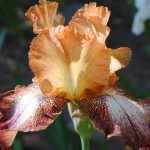 Iris 'Siva Siva' Iris 'Siva Siva'