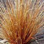 Carex buchananii Carex buchananii