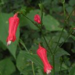 Ruellia brevifolia Ruellia brevifolia