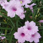 Ruellia brittoniana 'Pink' Ruellia brittoniana 'Pink'