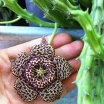 Stapelia variegata Stapelia variegata