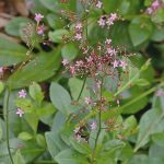 Talinum paniculatum Talinum paniculatum