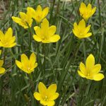 Zephyranthes citrina o sulphurea Zephyranthes citrina o sulphurea