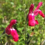 Salvia greggii 'Bright Eyes' Salvia greggii 'Bright Eyes'