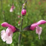Salvia greggii 'Dancing Doll' Salvia greggii 'Dancing Doll'