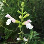 Salvia greggii 'Ice Cold' Salvia greggii 'Ice Cold'