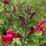 Salvia greggii 'Maraschino' Salvia greggii 'Maraschino'
