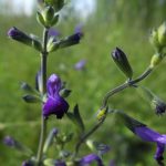 Salvia greggii 'Purple Pastel' Salvia greggii 'Purple Pastel'