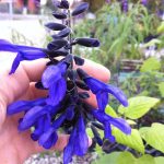 Salvia guaranitica Salvia guaranitica