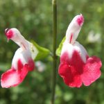 Salvia microphylla 'Hot Lips' Salvia microphylla 'Hot Lips'