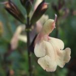 Salvia microphylla 'Navajo' Salvia microphylla 'Navajo'