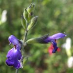 Salvia x jamensis 'Blue Armor' Salvia x jamensis 'Blue Armor'