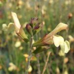 Salvia x jamensis 'Golden Girl' Salvia x jamensis 'Golden Girl'