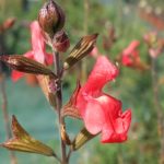 Salvia x jamensis 'Irene' Salvia x jamensis 'Irene'