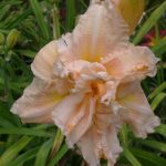 Hemerocallis 'Big Kiss' Hemerocallis 'Big Kiss'