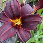 Hemerocallis 'Black Stockings' Hemerocallis 'Black Stockings'