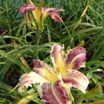 Hemerocallis 'Eight Miles High' Hemerocallis 'Eight Miles High'