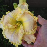Hemerocallis 'Finders Keepers' Hemerocallis 'Finders Keepers'