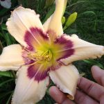 Hemerocallis 'Julie Newmar' Hemerocallis 'Julie Newmar'