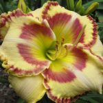 Hemerocallis 'Lady Betty Fretz' Hemerocallis 'Lady Betty Fretz'