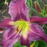Hemerocallis 'Loth Lorien' Hemerocallis 'Loth Lorien'