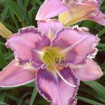 Hemerocallis 'Mildred Mitchell' Hemerocallis 'Mildred Mitchell'