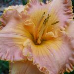 Hemerocallis 'Spacecoast Starburst' Hemerocallis 'Spacecoast Starburst'