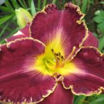 Hemerocallis 'Storm of the Century' Hemerocallis 'Storm of the Century'