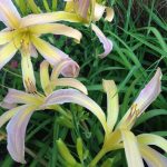 Hemerocallis 'String Bikini' Hemerocallis 'String Bikini'