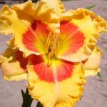 Hemerocallis 'X Factor' Hemerocallis 'X Factor'