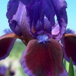 Iris pumila ‘Daring Do’ Iris pumila ‘Daring Do’