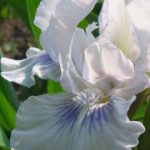 Iris barbara intermedia 'Cutie' Iris pumila 'Cutie'