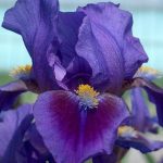 Iris pumila 'Double Lament' Iris pumila 'Double Lament'