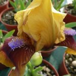 Iris pumila 'Jolly Fellow' Iris pumila 'Jolly Fellow'