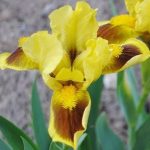 Iris pumila 'Meadow Court' Iris pumila 'Meadow Court'