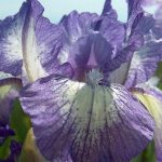 Iris pumila 'Petite Polka' Iris pumila 'Petite Polka'
