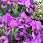 Iris pumila 'Yo Yo' Iris pumila 'Yo Yo'
