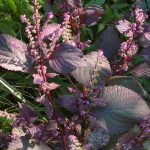 Perilla frutescens 'Purpurea' sin. 'Akashiso' Perilla frutescens