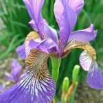 Iris sibirica 'Flight of Butterflies' Iris sibirica 'Flight of Butterflies'