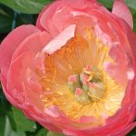 Paeonia lactiflora 'Coral Charm' Paeonia lactiflora 'Coral Charm'