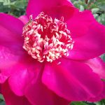 Paeonia lactiflora 'Walter Mains' Paeonia lactiflora 'Walter Mains'