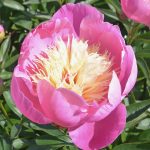 Paeonia lactiflora 'Bowl of Beauty' Paeonia lactiflora 'Bowl of Beauty'