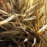 Phormium tenax 'Alison Blackman' Phormium tenax 'Alison Blackman'