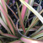 Phormium tenax 'Jester' Phormium tenax 'Jester'