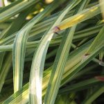 Phormium tenax 'Moonraker' Phormium tenax 'Moonraker'