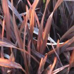 Phormium tenax 'Rubra Grand' Phormium tenax 'Rubra Grand'