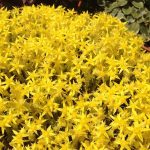 Sedum acre 'Yellow Queen' Sedum acre 'Yellow Queen'