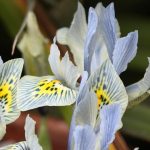 Iris histrioides 'Katharine Hodgkin' Irish histrioides 'Katharine Hodgkin'